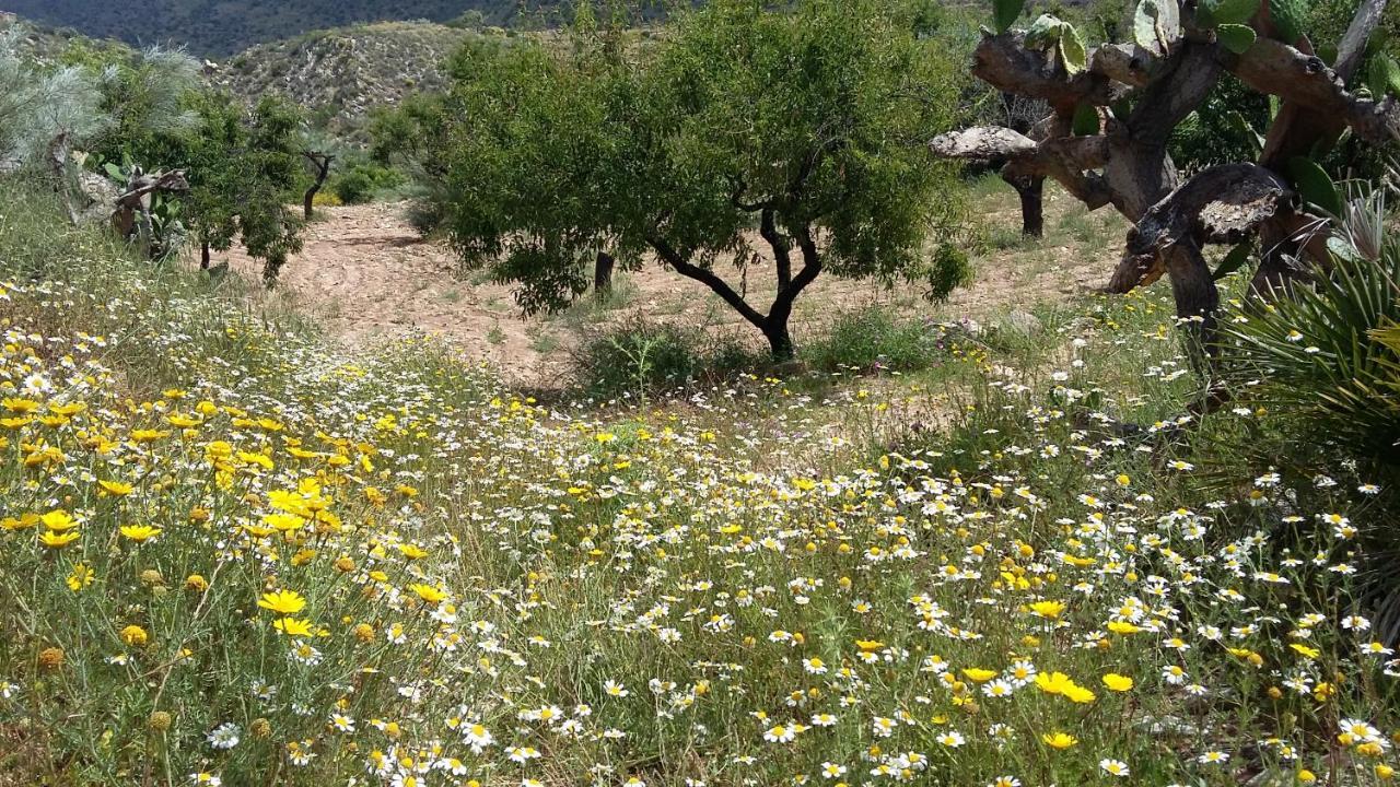 Bed & Breakfast Alegria Y Luna Bed and Breakfast Sorbas Esterno foto